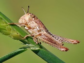 I. MỤC TIÊU