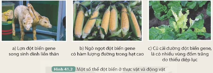 I. MỤC TIÊU