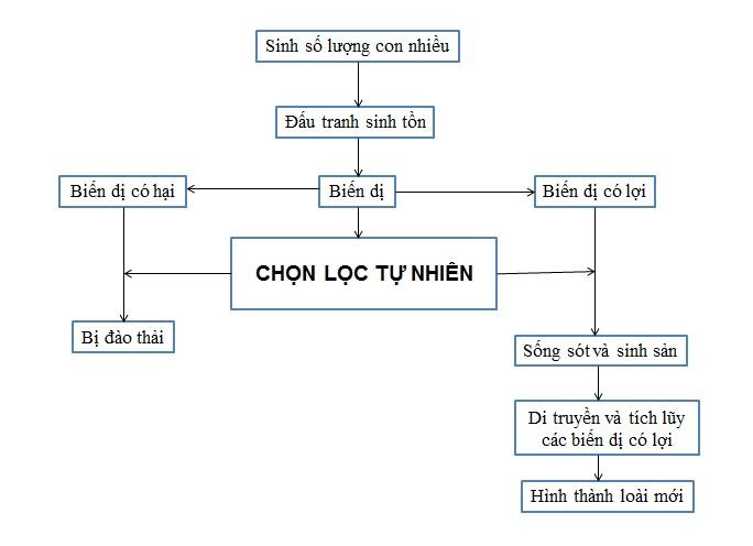 I. MỤC TIÊU
