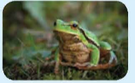UNIT 8: Wildlife conservation