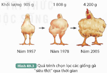 I. MỤC TIÊU