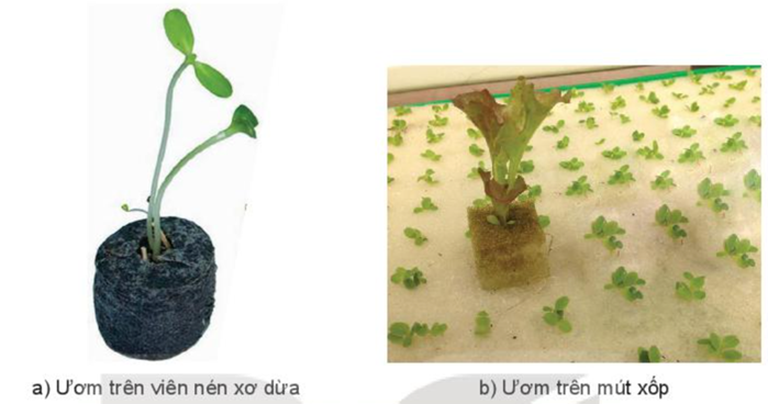 BÀI 25: CÔNG NGHỆ TRỒNG CÂY KHÔNG DÙNG ĐẤT