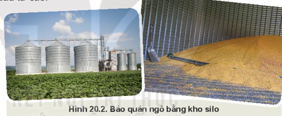 BÀI 20: CÔNG NGHỆ CAO TRONG THU HOẠCH VÀ BẢO QUẢN SẢN PHẨM TRỒNG TRỌT
