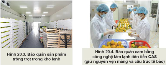 BÀI 20: CÔNG NGHỆ CAO TRONG THU HOẠCH VÀ BẢO QUẢN SẢN PHẨM TRỒNG TRỌT