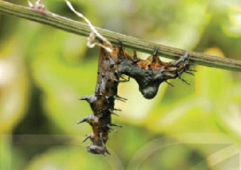 BÀI 18: ỨNG DỤNG CÔNG NGHỆ VI SINH TRONG PHÒNG TỪ SÂU, BỆNH HẠI CÂY TRỒNG.