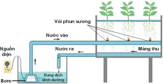 BÀI 25: CÔNG NGHỆ TRỒNG CÂY KHÔNG DÙNG ĐẤT
