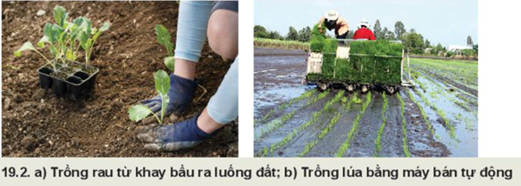 BÀI 19: QUY TRÌNH TRỒNG TRỌT VÀ CƠ GIỚI HOÁ TRONG TRỒNG TRỌT