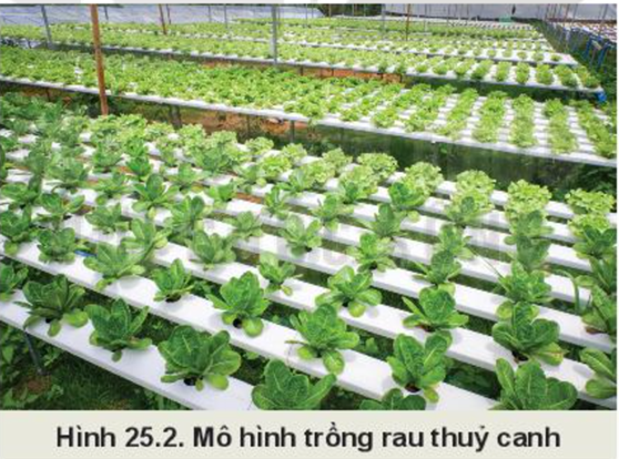 BÀI 25: CÔNG NGHỆ TRỒNG CÂY KHÔNG DÙNG ĐẤT