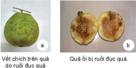 BÀI 16: MỘT SỐ SÂU HẠI CÂY TRỒNG THƯỜNG GẶP VÀ BIỆN PHÁP PHÒNG TRỪ
