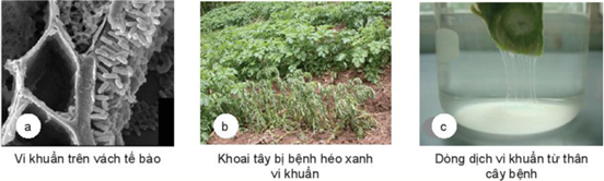 BÀI 17: MỘT SỐ BỆNH HẠI CÂY TRỒNG THƯỜNG GẶP VÀ BIỆN PHÁP PHÒNG TRỪ