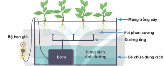 BÀI 25: CÔNG NGHỆ TRỒNG CÂY KHÔNG DÙNG ĐẤT