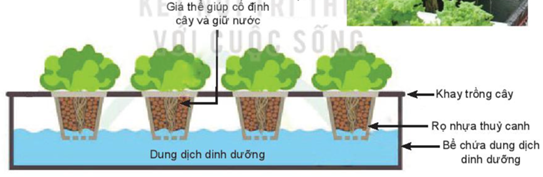 BÀI 25: CÔNG NGHỆ TRỒNG CÂY KHÔNG DÙNG ĐẤT