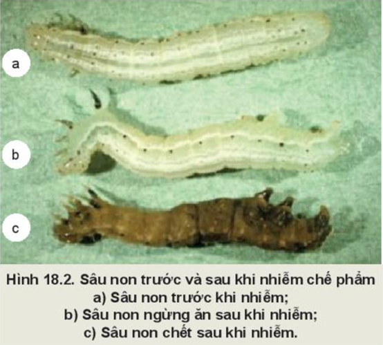 BÀI 18: ỨNG DỤNG CÔNG NGHỆ VI SINH TRONG PHÒNG TỪ SÂU, BỆNH HẠI CÂY TRỒNG.