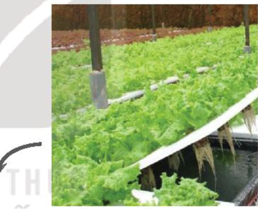 BÀI 25: CÔNG NGHỆ TRỒNG CÂY KHÔNG DÙNG ĐẤT