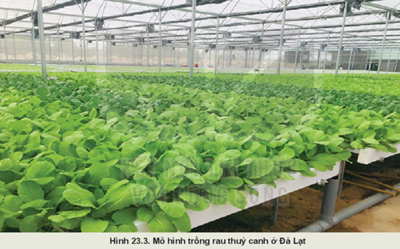BÀI 23: GIỚI THIỆU VỀ TRỒNG TRỌT CÔNG NGHỆ CAO