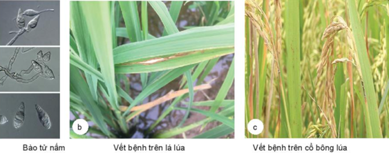 BÀI 17: MỘT SỐ BỆNH HẠI CÂY TRỒNG THƯỜNG GẶP VÀ BIỆN PHÁP PHÒNG TRỪ