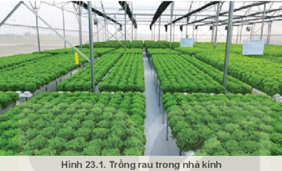 BÀI 23: GIỚI THIỆU VỀ TRỒNG TRỌT CÔNG NGHỆ CAO