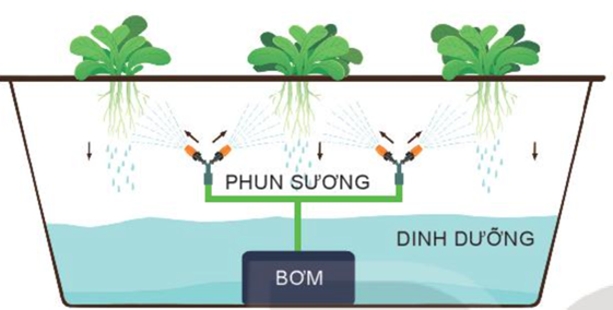 BÀI 25: CÔNG NGHỆ TRỒNG CÂY KHÔNG DÙNG ĐẤT