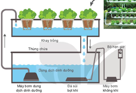 BÀI 25: CÔNG NGHỆ TRỒNG CÂY KHÔNG DÙNG ĐẤT