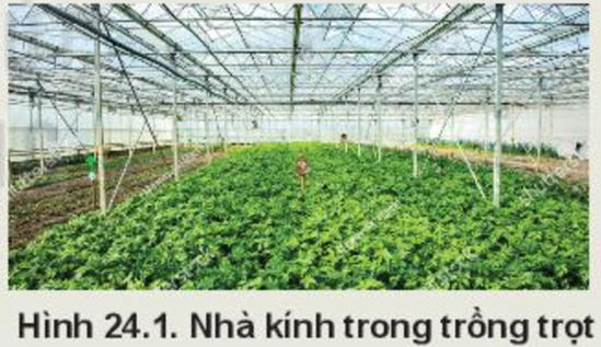 BÀI 24: MỘT SỐ CÔNG NGHỆ CAO TRONG TRỒNG TRỌT