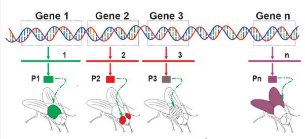 BÀI 41: ĐỘT BIẾN GENE