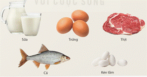 BÀI 31: PROTEIN