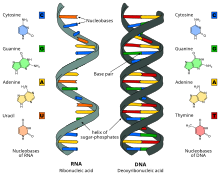 BÀI 38: NUCLEIC ACID VÀ GENE