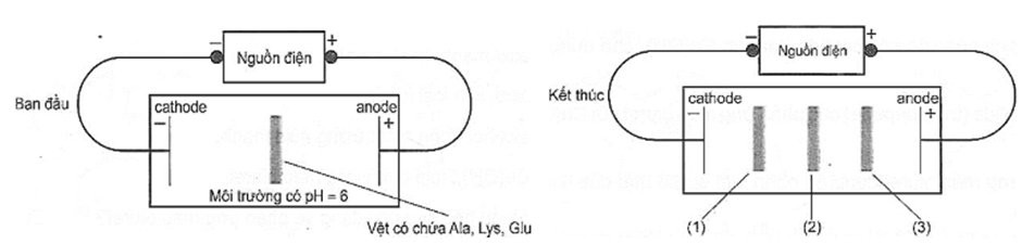 BÀI 9: AMINO ACID VÀ PEPTIDE