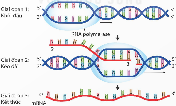 BÀI 39: TÁI BẢN DNA VÀ PHIÊN MÃ TẠO RNA