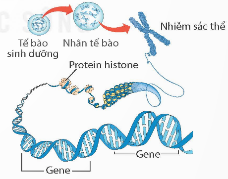 BÀI 42: NHIỄM SẮC THỂ VÀ BỘ NHIỄM SẮC THỂ