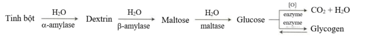 BÀI 6: TINH BỘT VÀ CELLULOSE