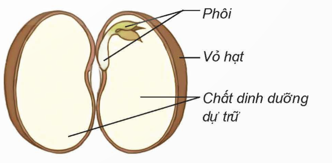BÀI 14: SỰ PHÁT TRIỂN CỦA CÂY CON