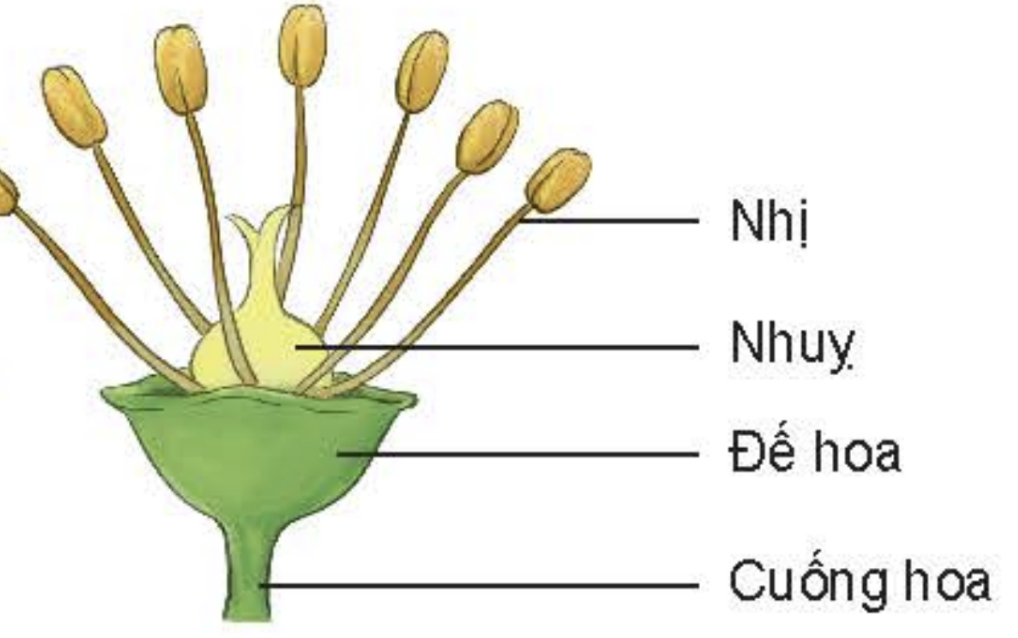 kenhhoctap