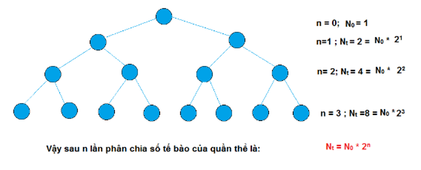 - Nhân có màng bao bọc.