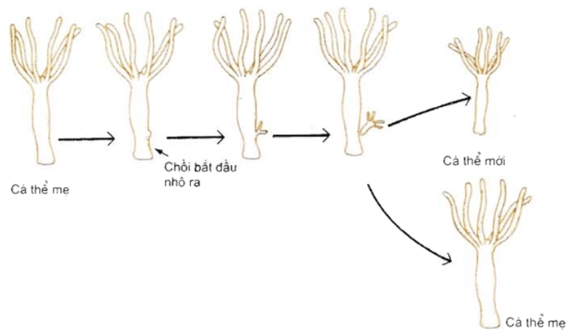 BÀI 39: SINH SẢN VÔ TÍNH Ở SINH VẬT