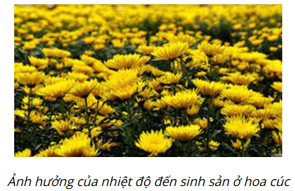 BÀI 41: MỘT SỐ YẾU TỐ ẢNH HƯỞNG VÀ ĐIỀU HÒA, ĐIỀU KHIỂN SINH SẢN Ở SINH VẬT