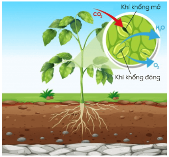 BÀI 28: TRAO ĐỔI KHÍ Ở SINH VẬT
