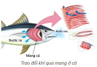 BÀI 28: TRAO ĐỔI KHÍ Ở SINH VẬT