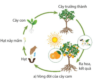 BÀI 36: KHÁI QUÁT VỀ SINH TRƯỞNG VÀ PHÁT TRIỂN Ở SINH VẬT