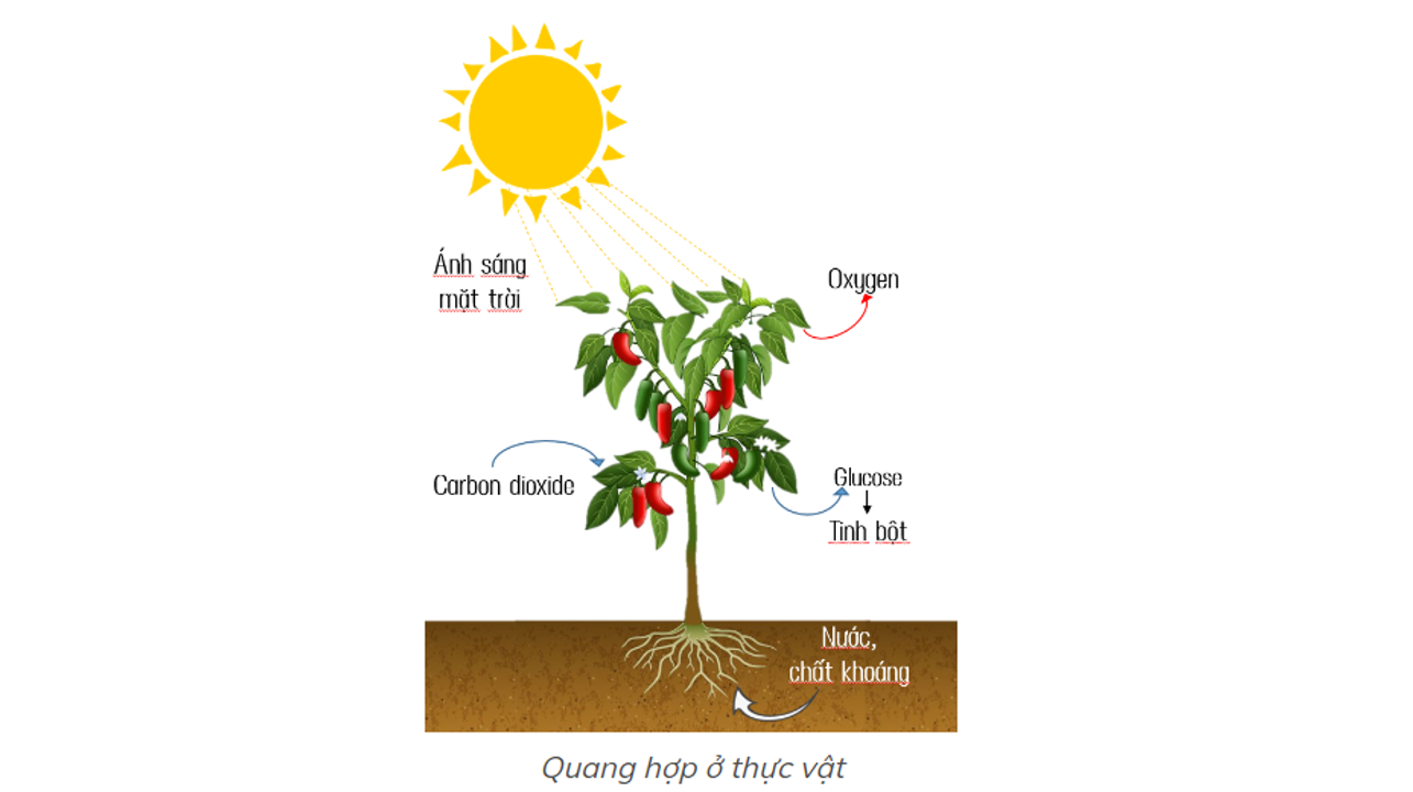 BÀI 22: QUANG HỢP Ở THỰC VẬT