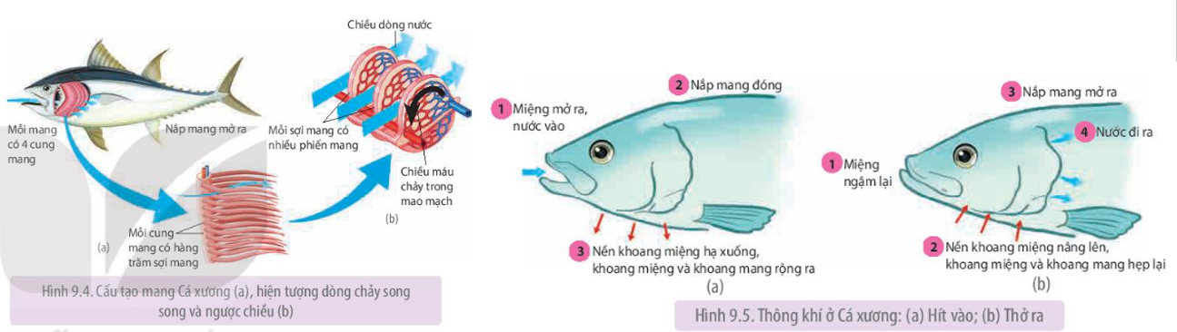 BÀI 28: TRAO ĐỔI KHÍ Ở SINH VẬT