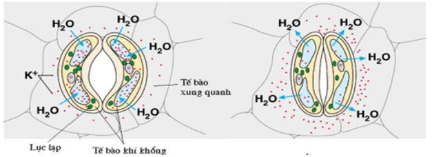 BÀI 23: MỘT SỐ YẾU TỐ ẢNH HƯỞNG ĐẾN QUANG HỢP