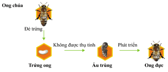 BÀI 39: SINH SẢN VÔ TÍNH Ở SINH VẬT