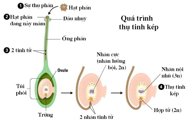BÀI 40: SINH SẢN HỮU TÍNH Ở SINH VẬT