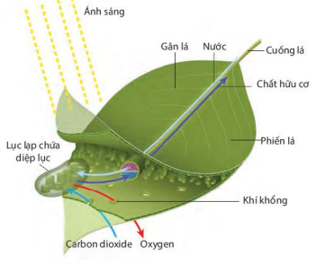 BÀI 22: QUANG HỢP Ở THỰC VẬT