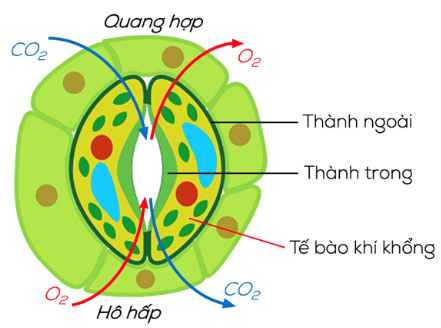 BÀI 28: TRAO ĐỔI KHÍ Ở SINH VẬT