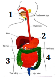 BÀI 31: TRAO ĐỔI NƯỚC VÀ CHẤT DINH DƯỠNG Ở ĐỘNG VẬT