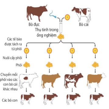 BÀI 41: MỘT SỐ YẾU TỐ ẢNH HƯỞNG VÀ ĐIỀU HÒA, ĐIỀU KHIỂN SINH SẢN Ở SINH VẬT