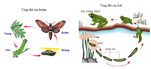 BÀI 36: KHÁI QUÁT VỀ SINH TRƯỞNG VÀ PHÁT TRIỂN Ở SINH VẬT