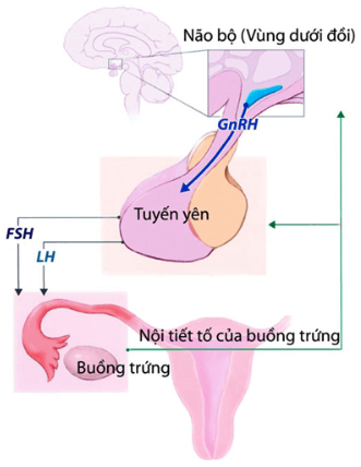 BÀI 41: MỘT SỐ YẾU TỐ ẢNH HƯỞNG VÀ ĐIỀU HÒA, ĐIỀU KHIỂN SINH SẢN Ở SINH VẬT